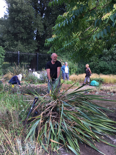 CABAHS volunteer digging up a large Phormium in the Old Pond Garden, August 2020