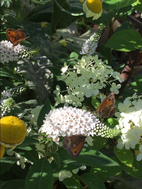 SC gatekeeper and Lysimachia