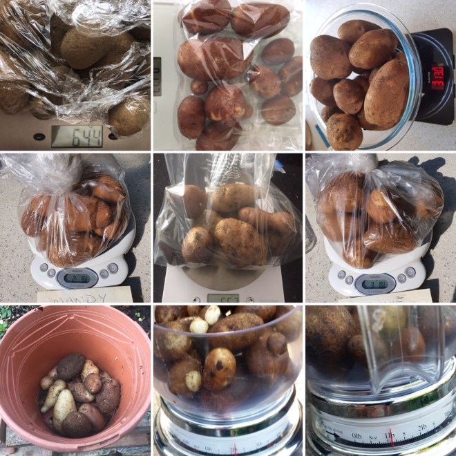 CABAHS annual potato competition 2020