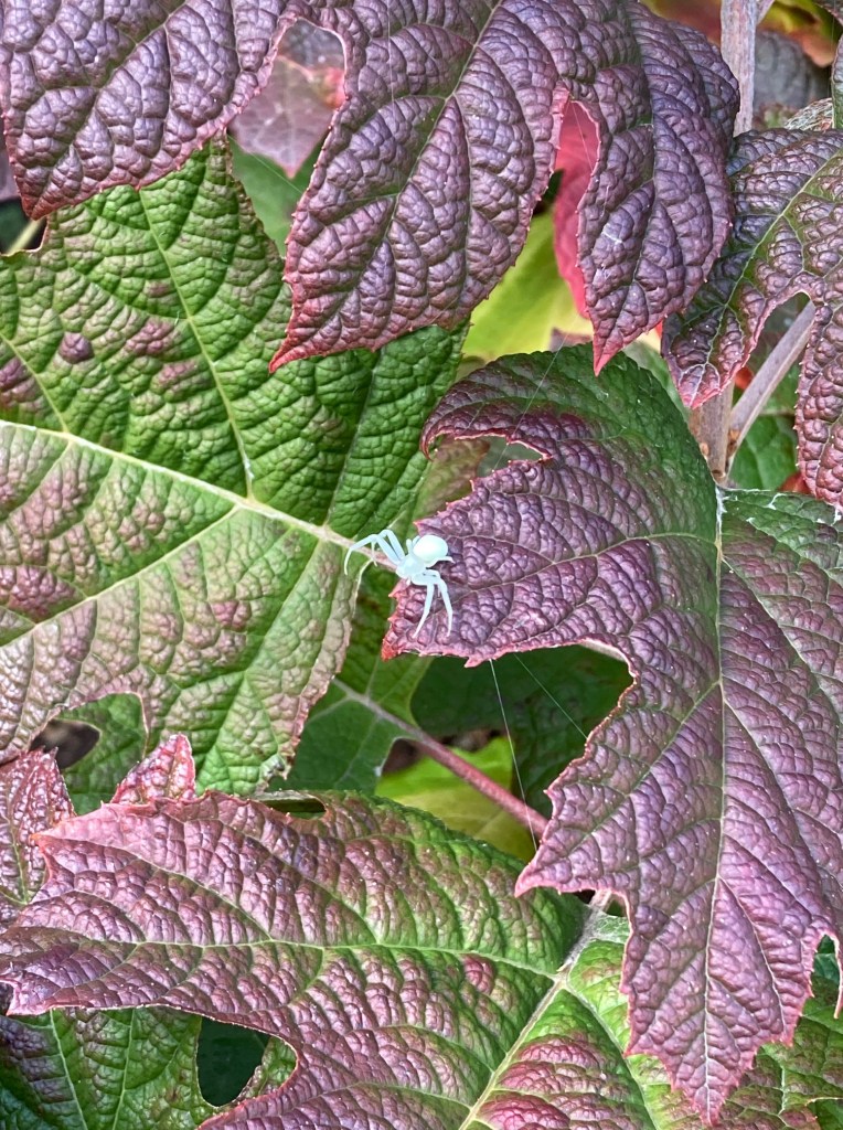 Crab spider on Hydrangea quercifolia, Charlton House gardens, October 2020