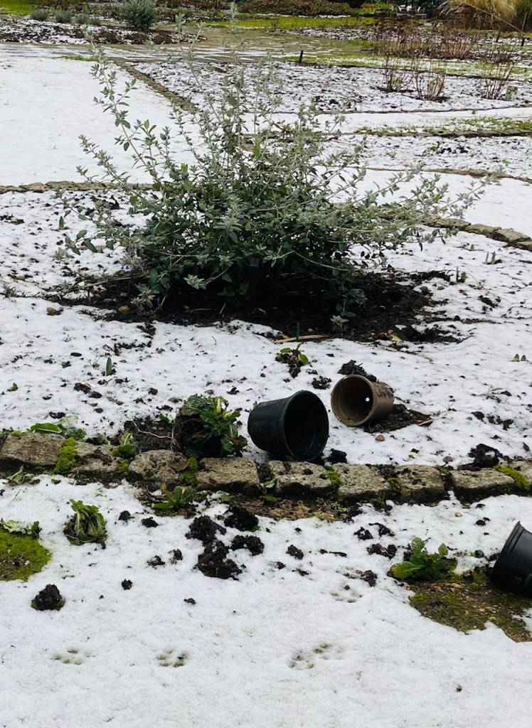 This image has an empty alt attribute; its file name is jan-26-teasels.jpg