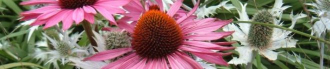 Echinacea and Eryngium