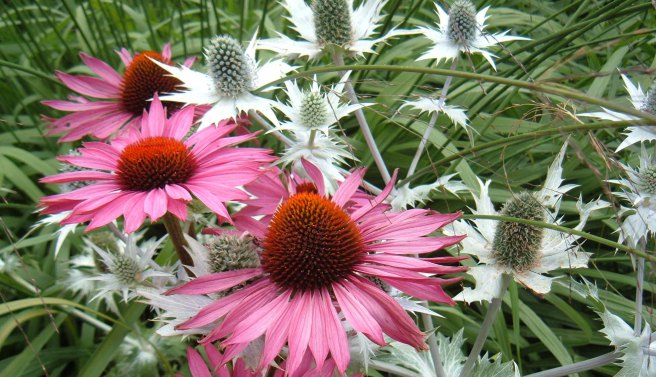 Echinacea and Eryngium