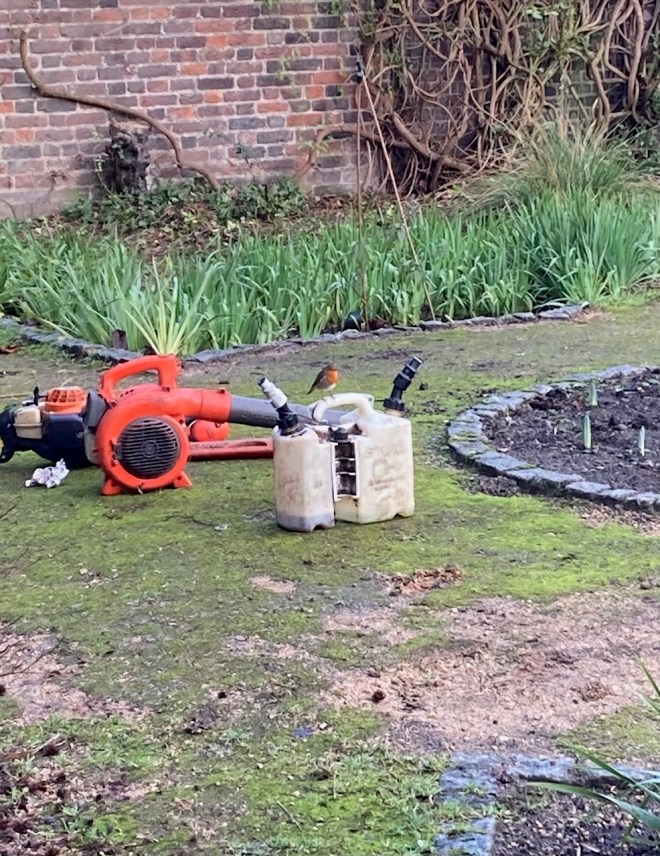 A robin on the tree surgery tools, Charlton House gardens, February 2021