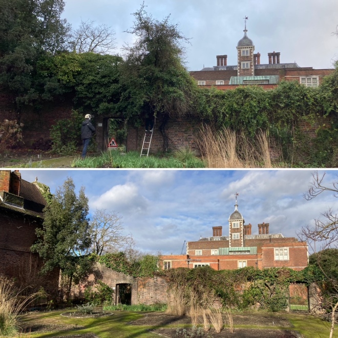 Tree surgery and pruning in the Old Pond Garden, February 2021. Before and After