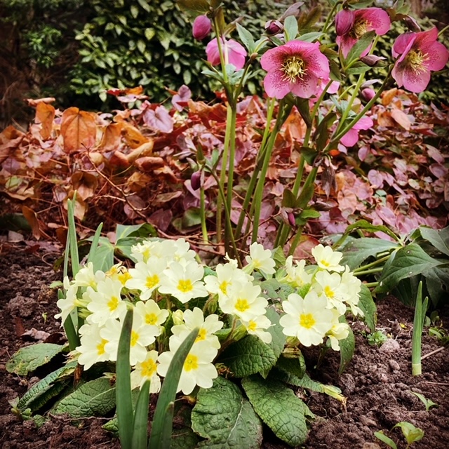 Primroses, Epimedium and Hellebores in Charlton House gardens, April 2021