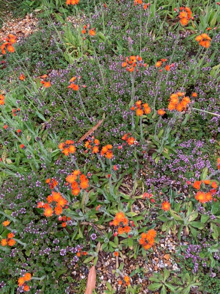 Beth Chatto's garden, June 2021