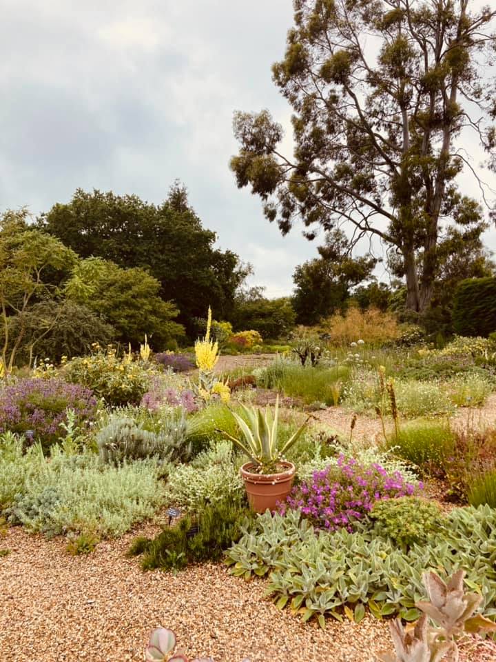 Beth Chatto's garden, June 2021