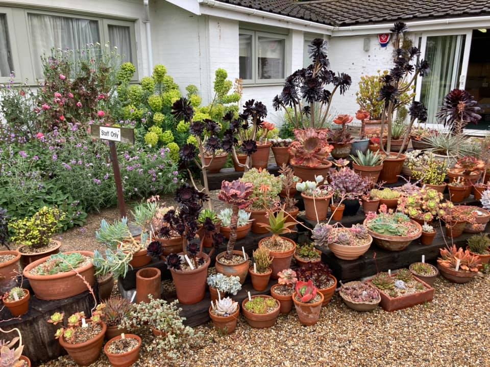 Beth Chatto's garden, June 2021