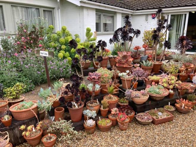 Beth Chatto's garden, June 2021