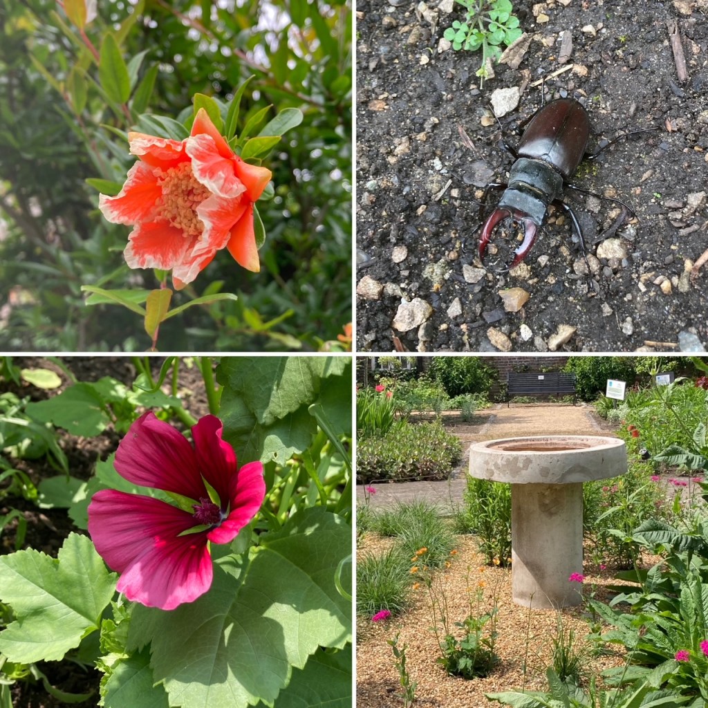 Pomegranate, stag beetle, Malope, Geum - in Charlton House gardens, June 2021