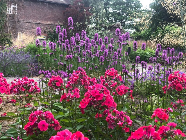Betony and Phlox in the Old Pond Garden, Charlton House, July 2021