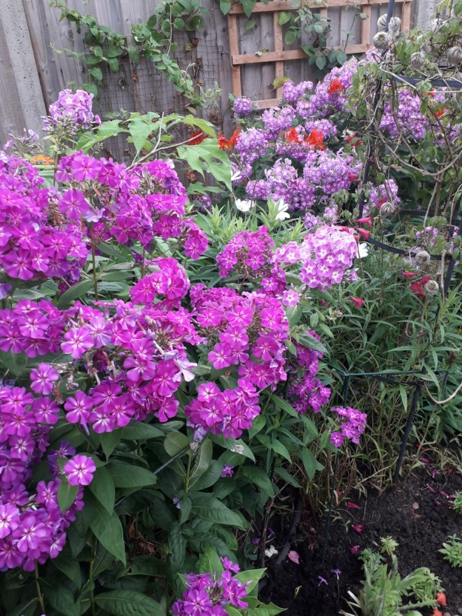 Viv's garden