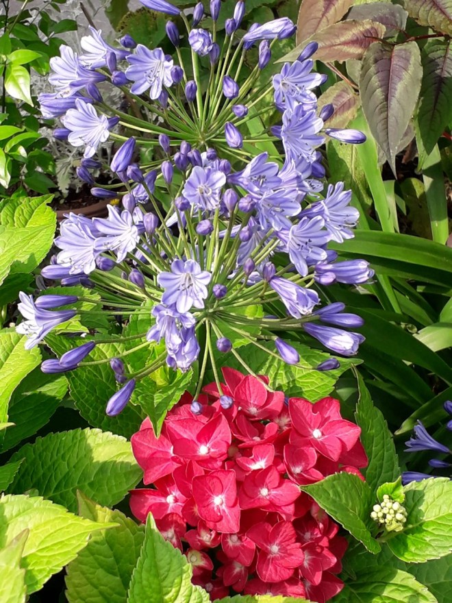 Viv's garden