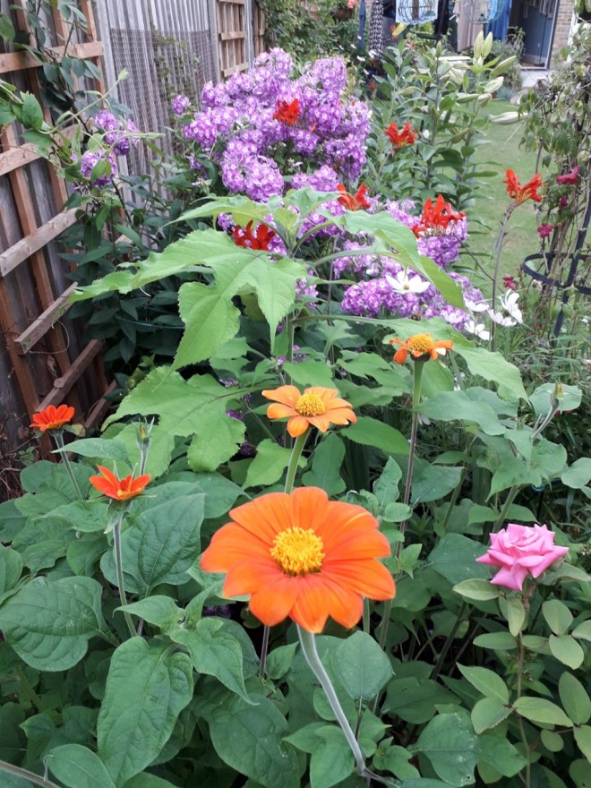 Viv's garden