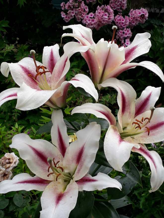 Viv's garden