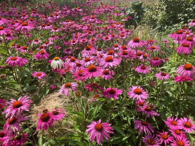 RHS Hyde Hall, August 2021