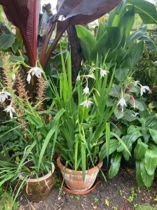 Grove Park Open Garden, September 2021