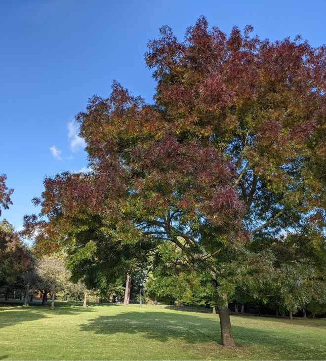Autumn tree colour in Avery Hill Park