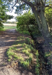 Looking toward Great Stony Acre – field boundary trees and drainage ditch
