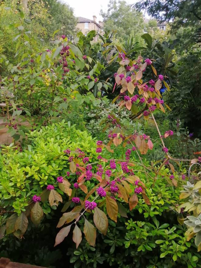Oakcroft Road open garden, October 2021