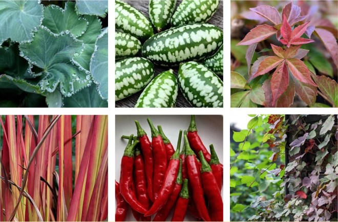 Collage of garden images