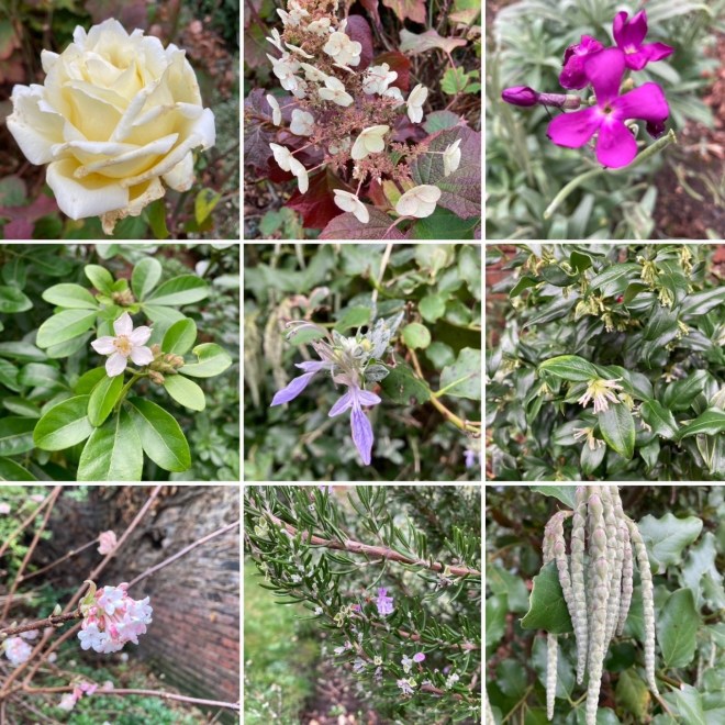 Plants in flower in the Charlton House gardens in January 2022