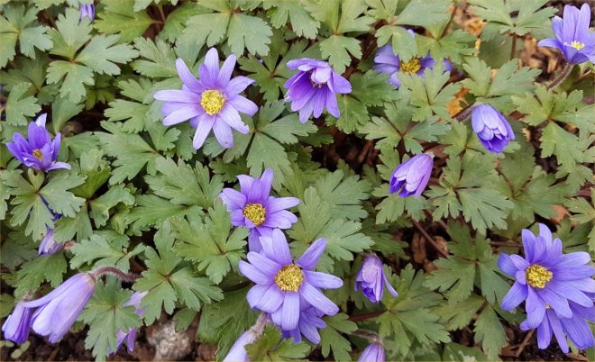 Anemone blanda