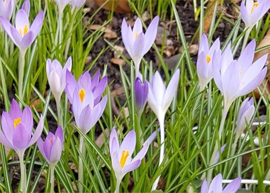 Crocus tomassinianus