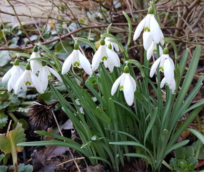 Galanthus nivalis