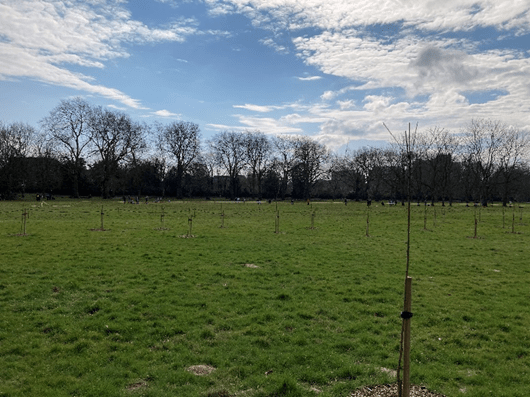 Cherry orchard, Gunnersbury Park 2022