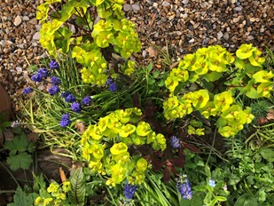  Euphorbia Amygdaloides Purpurea