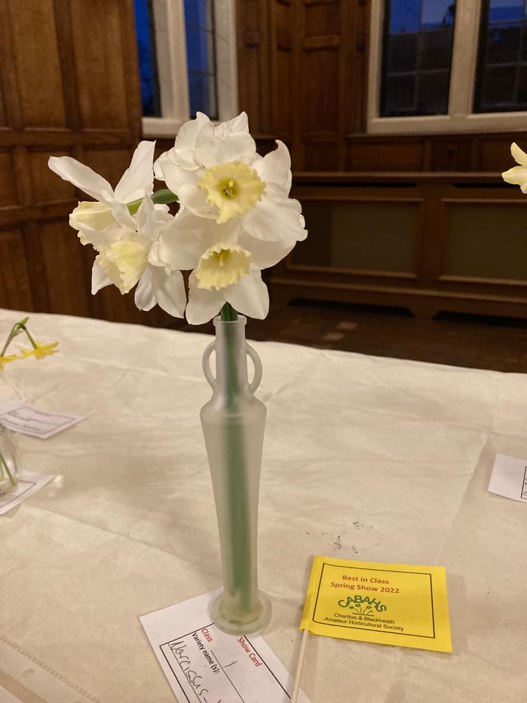 Class 1 Daffodils/Narcissi