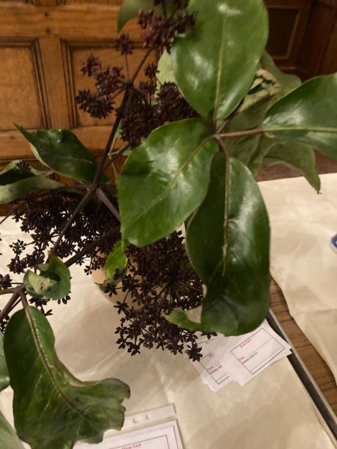 Vija's entry to Flowering shrubs Class 3