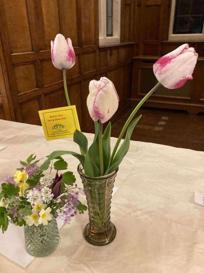 Class 2 Tulips