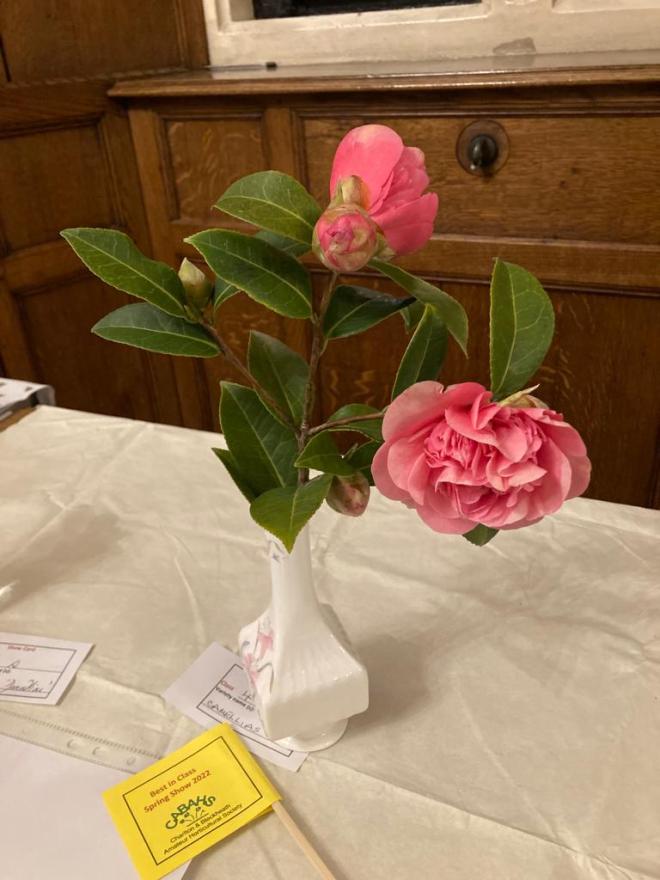 Class 4 Camellias, Rhododendrons, Azaleas or Magnolia