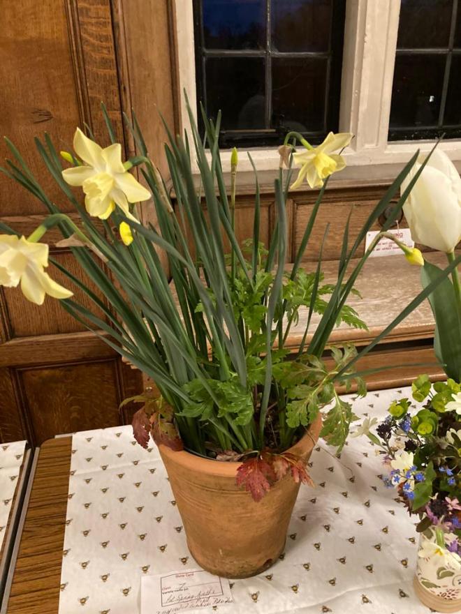 Class 7 Pot of Spring Bulbs