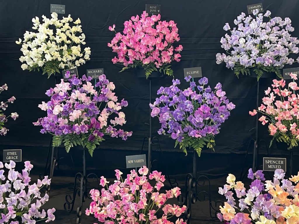 A magnificent display of sweet peas from Matthewman Nursery.