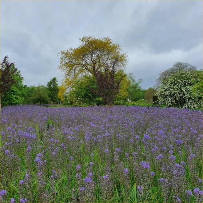Camassias at RHS Wisley May 2022