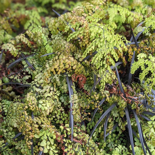 Adiantum vensutum and Ophiopogon planiscapus at RHS Wisley May 2022