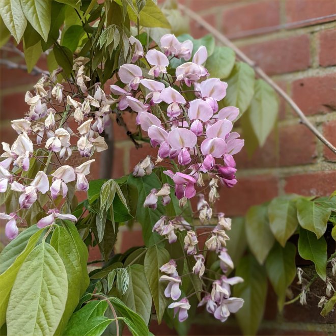 Wisteria brachybotrys 'Showa-beni' at RHS Wisley May 2022