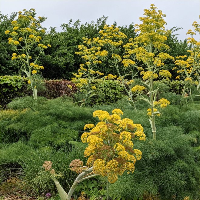 Ferula communis (giant fennel) at RHS Wisley May 2022