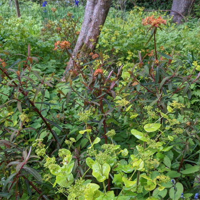 Syrnium perfoliatum and Euphorbia 'Fireglow' at RHS Wisley May 2022