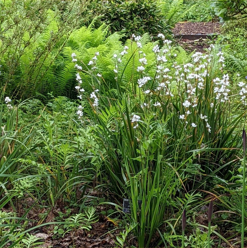 Libertia grandiflora and ferns at RHS wisley May 2022