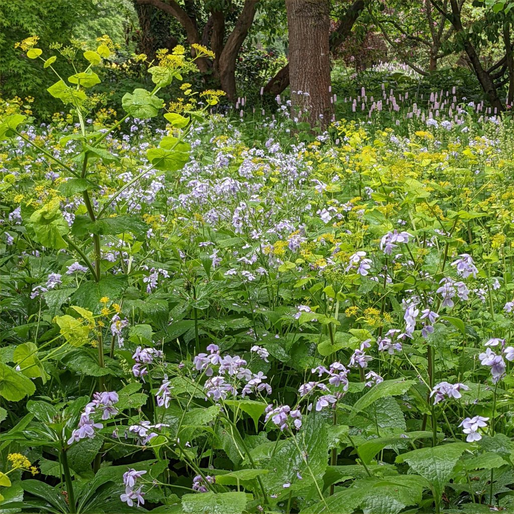 Smrynium perfoliatum and Lunaria rediviva at RHS Wisley May 2022