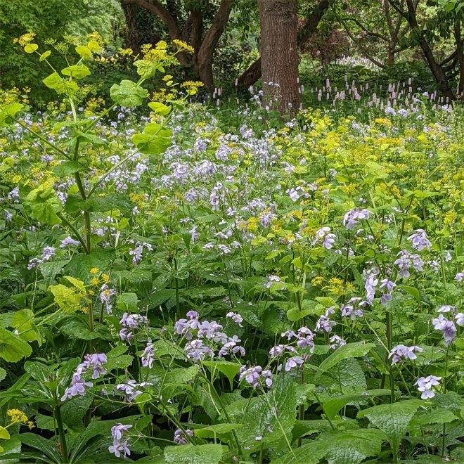 Smrynium perfoliatum and Lunaria rediviva at RHS Wisley May 2022