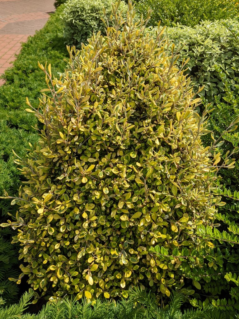 Corokia x virgata 'Sunsplash', RHS Wisley May 2022