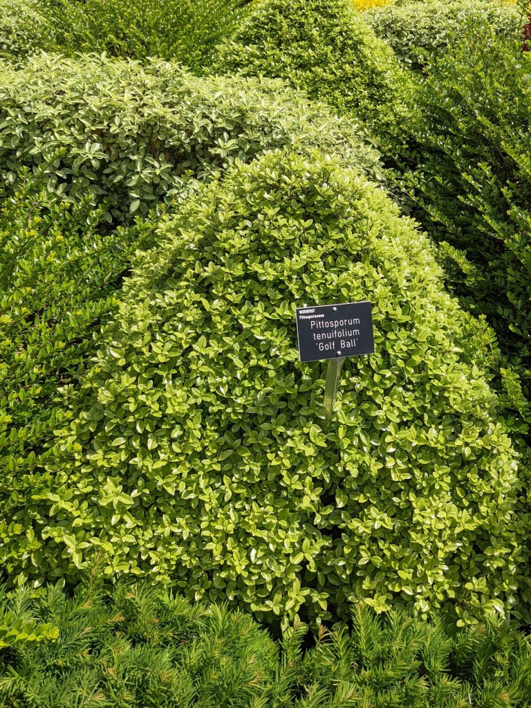 Pittosporum tenuifolium 'Golf Ball', RHS Wisley May 2022