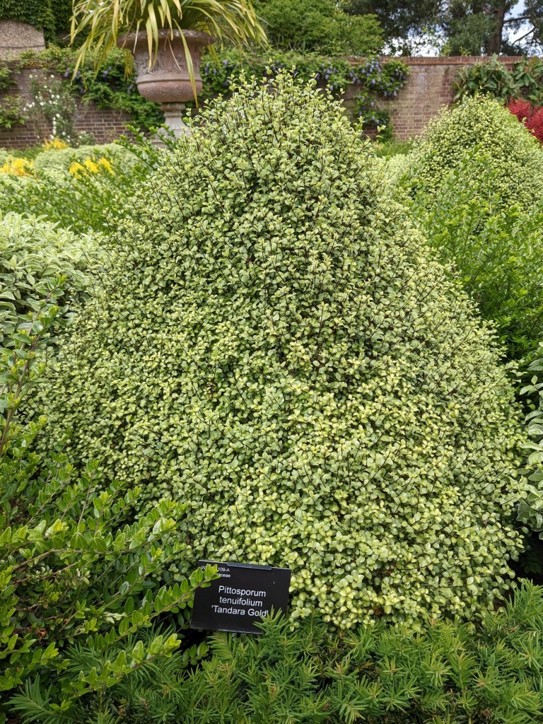 Pittosporum tenuifolium 'Tandara Gold', RHS Wisley May 2022