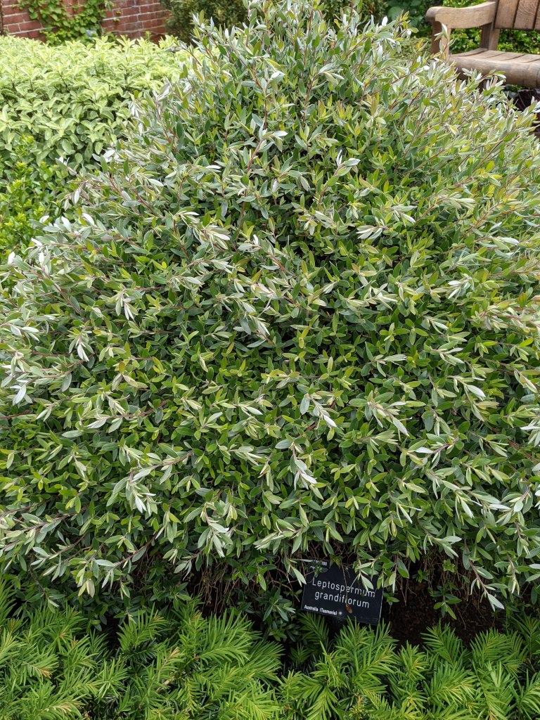 Leptospermum grandiflorum, RHS Wisley May 2022